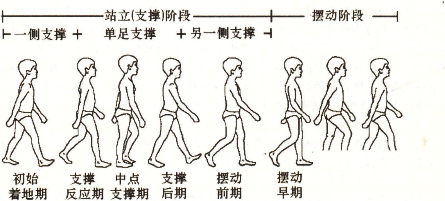 一、步態(tài)分析